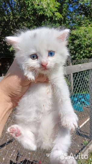 Белоснежные котята