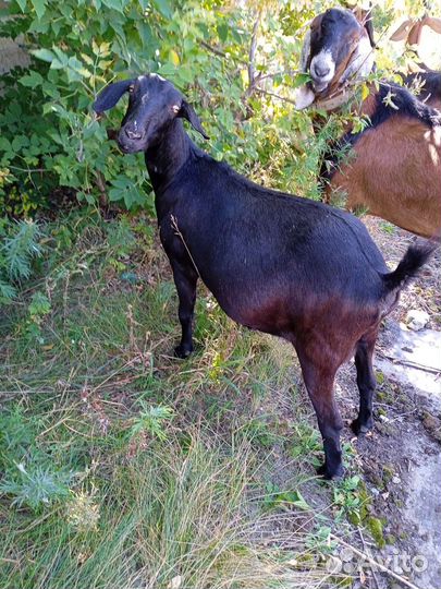 Коза дойная нубийская