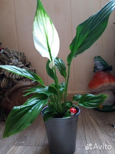 Спатифиллум (Женское счастье )