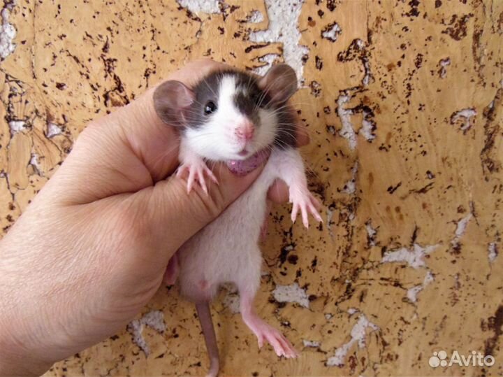 Крысы, крысята - дамбо, стандарт, клетки. гамак