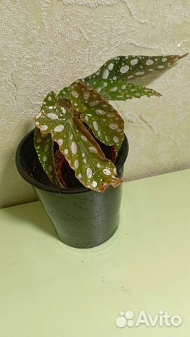 Бегония макулата