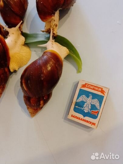 Улитки ахатины