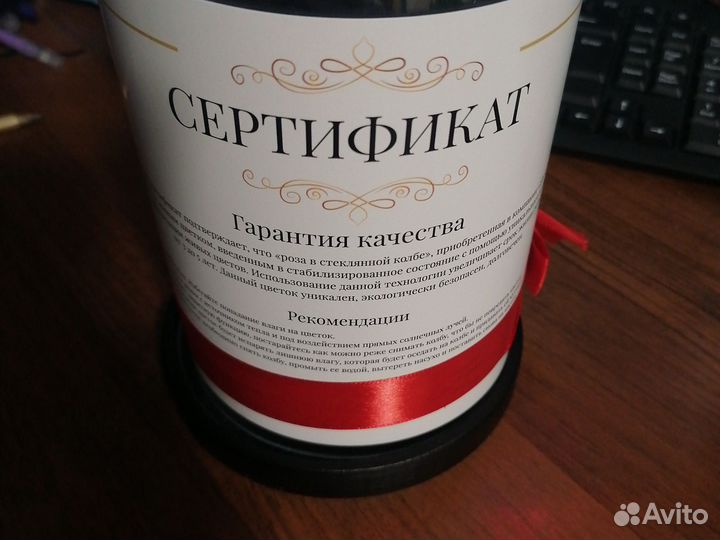 Роза в колбе живая