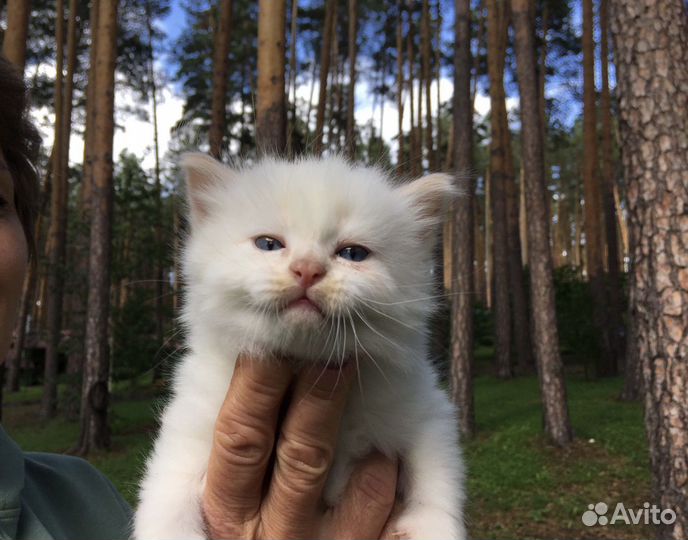 Отдам в добрые руки котенка. Мальчик
