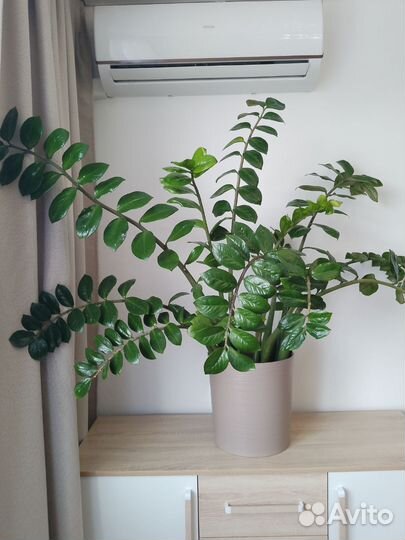 Замиокулькас комнатный цветок