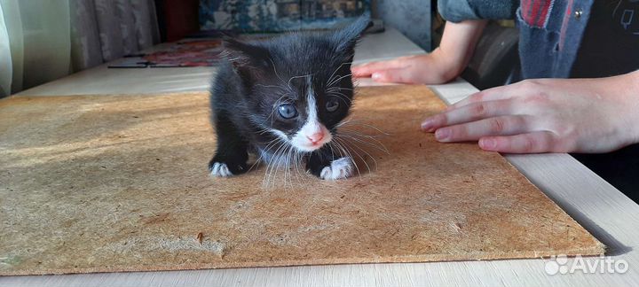 Котики бесплатно в добрые руки