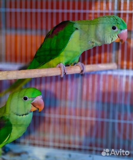 Попугаи пиррура, ожереловые, волнистые