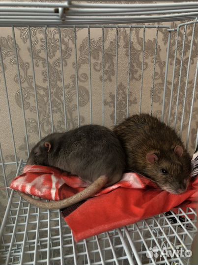 Передержка животных на дому