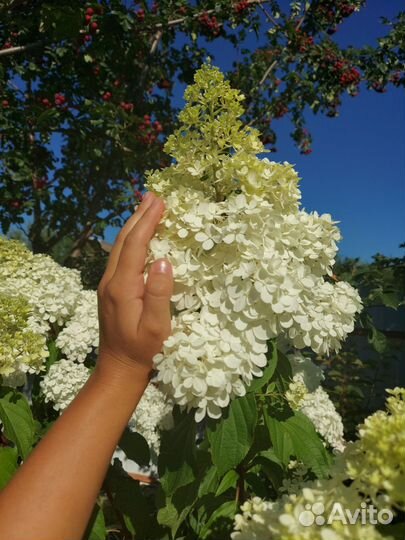Ванилла Фрейз Гортензия метельчатая Vanille Fraise