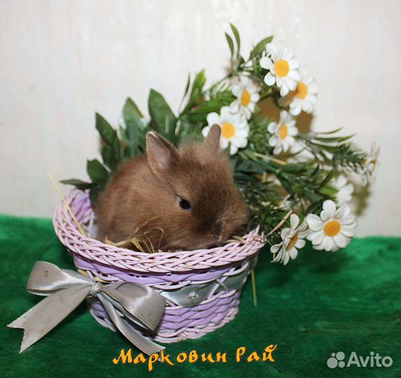 Карликовый кролик