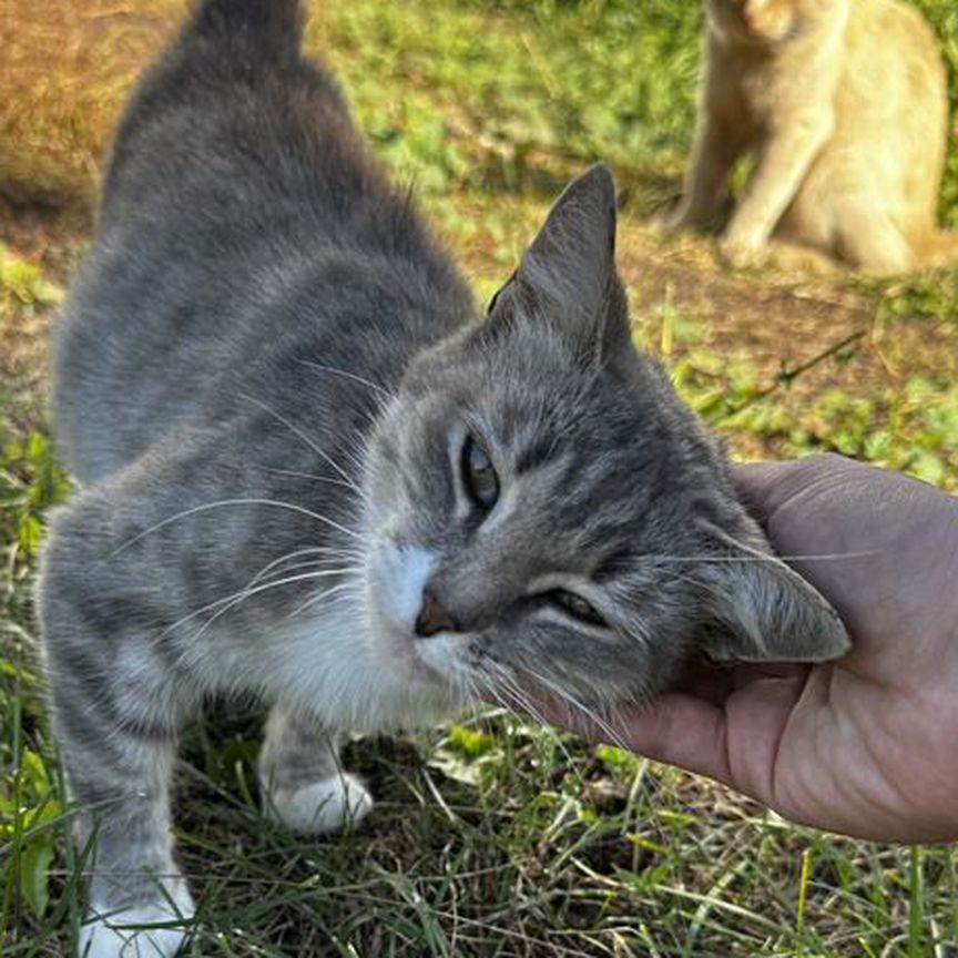 Кошки в добрые руки