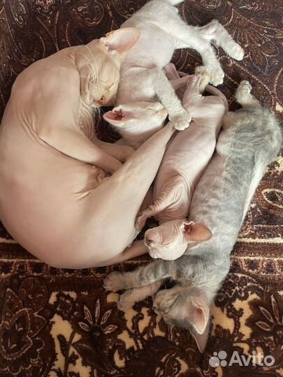 Донской сфинкс котята