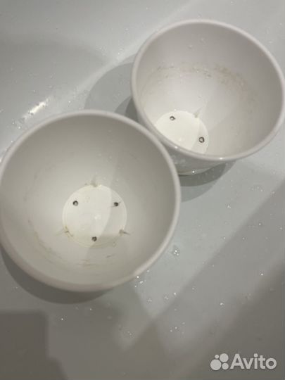 Ростки денежного дерева (толстянки) + горшки