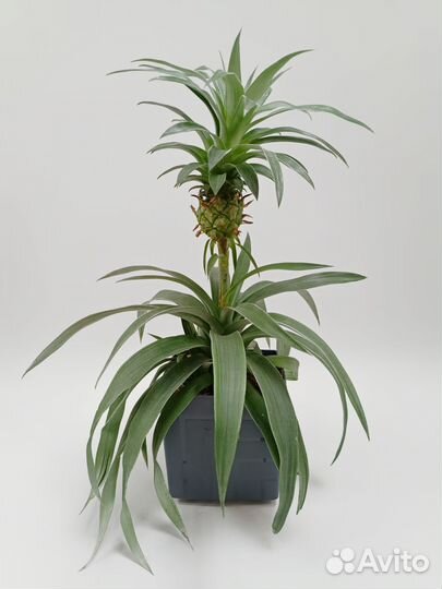 Ананас домашний