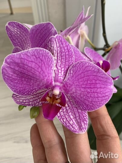 Орхидея фаленопсис