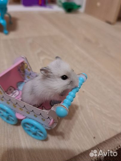 Джунгарский хомяк