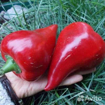 Семена перца Леся