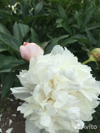 Пионы для посадки