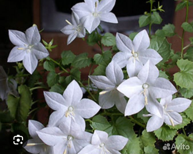 Кампанула жених и невеста