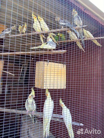 Попугай корелла