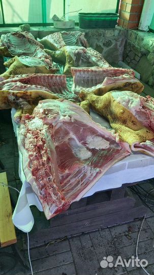Мясо свинина домашняя