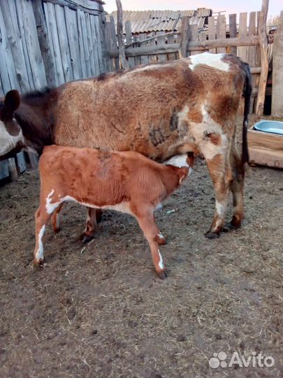 Коровы, телята