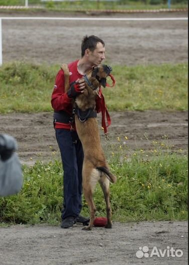 Дрессировка