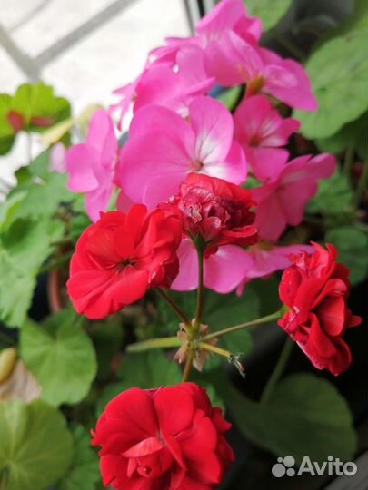 Герань,фиалки,спатифилиум(женское счастье),толстян