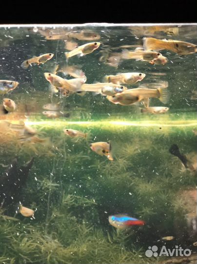 Аквариумные рыбки