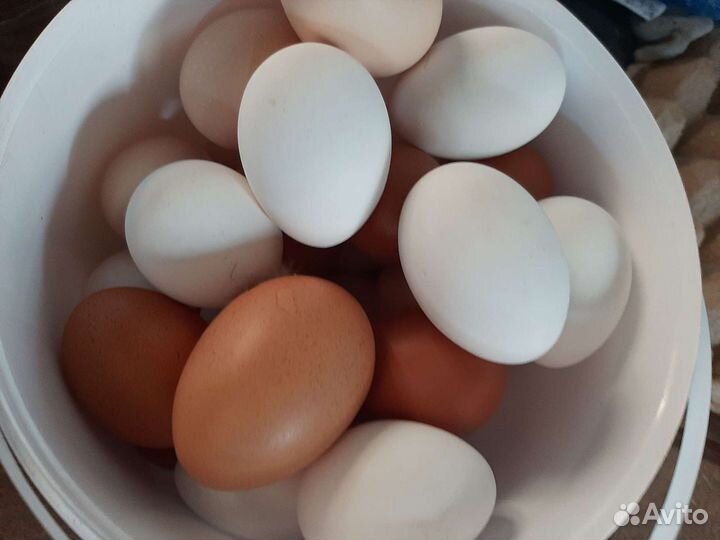 Домашние куриные яйца