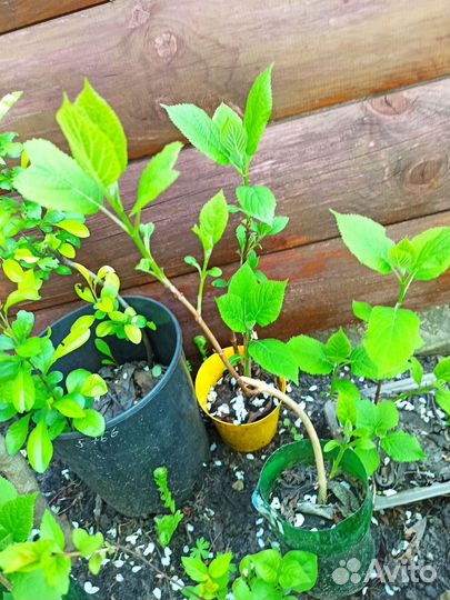 Гортензия белая (саженцы)