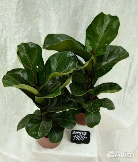 Фикус лирата