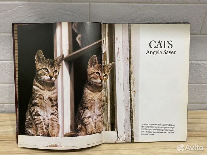 Angela Sayer Cats / Кошки 1984 год