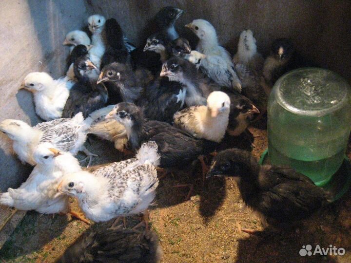 Куры домашние