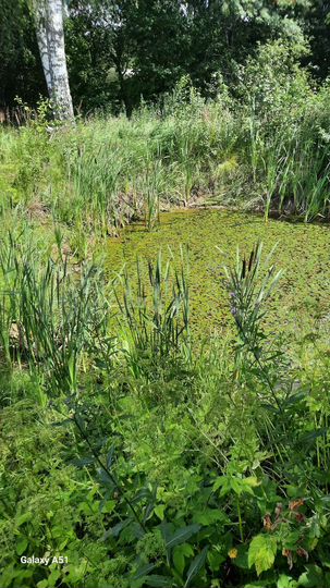 Участок 9 сот. (СНТ, ДНП)