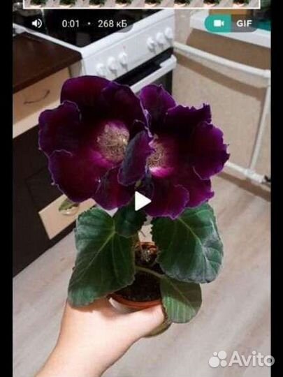 Глоксиния детки