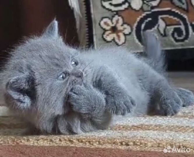 Британские котята