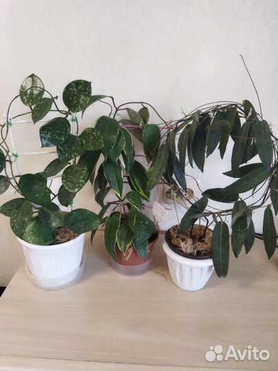 Хойи взрослые сортовые