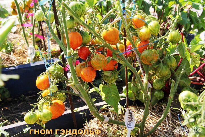 Набор коллекционных семян 