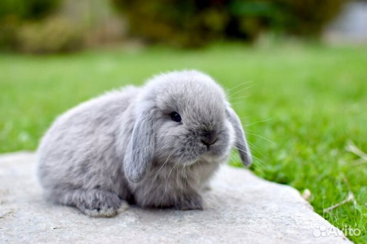 Декоративные кролики. Ручные и чистоплотные