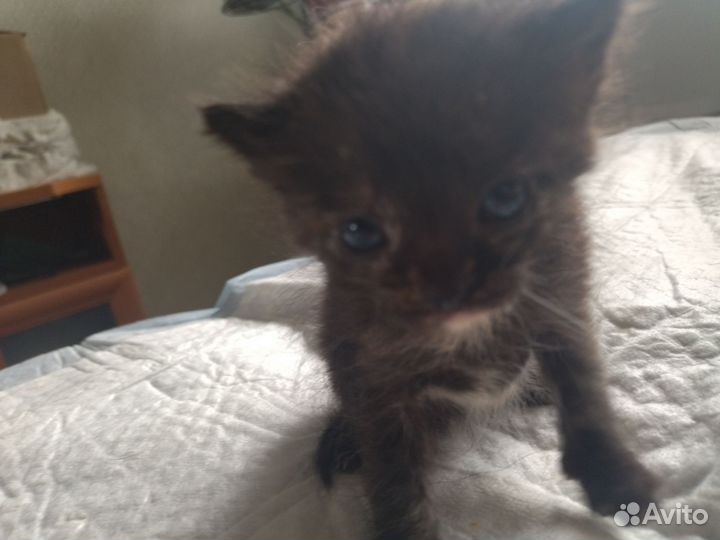 Отдам бесплатно