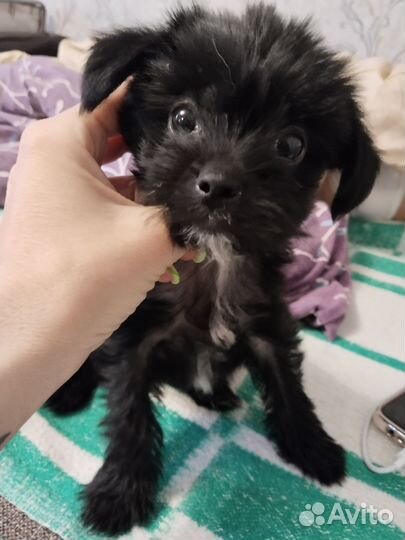 Маленькая собака