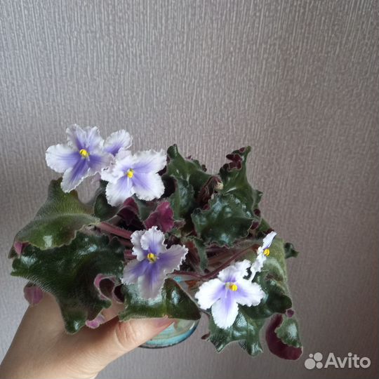 Фиалки сортовые