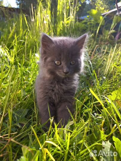 Кошечка в добрые руки