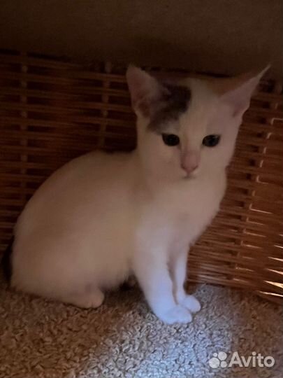Белый котенок