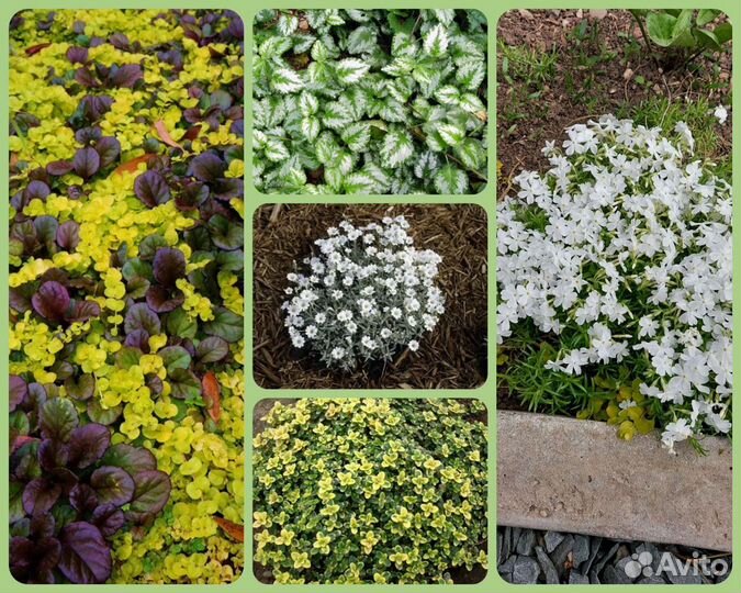 Многолетние садовые цветы