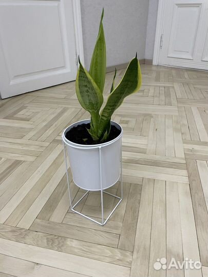 Сансевиерия Лауренти или тещин язык