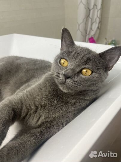 Русская голубая в добрые руки