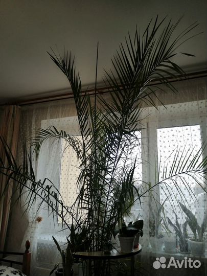 Финиковая пальма