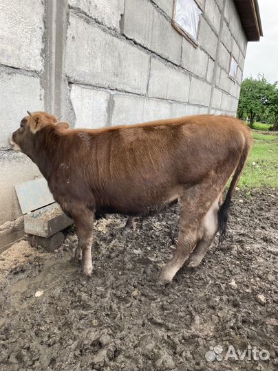 Продаются телки